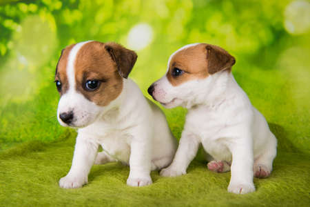 Two cute jack russell terrier puppies sitting on green backgroundの写真素材