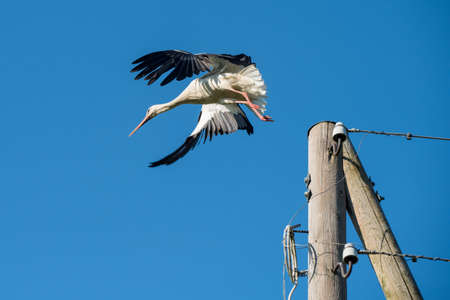 White stork in flight against a blue sky