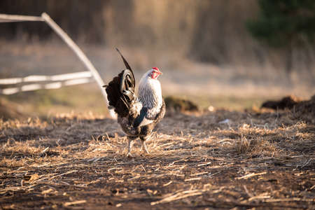 Rooster outside in the village on natureの写真素材