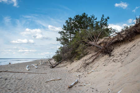 Dunes by the Baltic Sea with sand and grass. Carnikava, Latvia.の写真素材