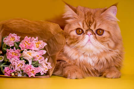 Funny fat Red Persian cat with a bouquet of bright pink tulips. Greeting cardの写真素材