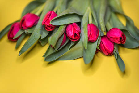 Red tulips on a yellow background, copy spaceの写真素材