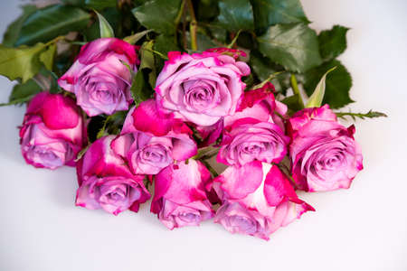 Bouquet of purple roses on white background. Flower background. Mothers Day, Wedding and Birthday concept.の写真素材