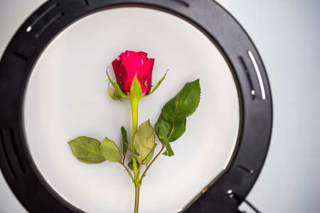 Red rose with round selfie light lamp on a white isolated backgroundの写真素材