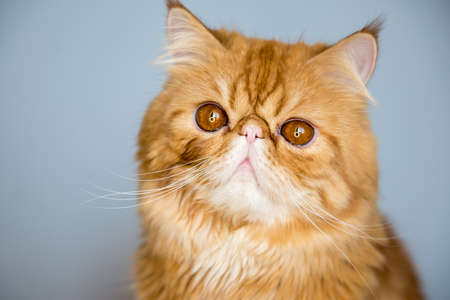 Close up of Red Persian exotic cat in front of white backgroundの写真素材