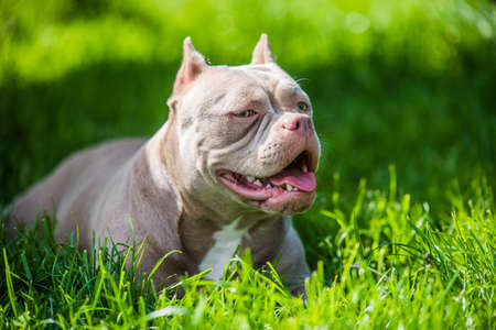 Lilac color American Bully dog top view outside.の写真素材