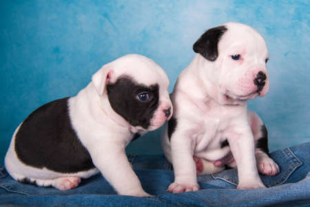 Two funny American Bullies puppies on blue jeans backgroundの写真素材