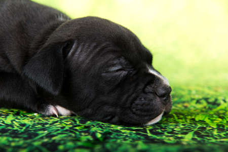 Black and white American Staffordshire Terrier dog or AmStaff puppy on green background