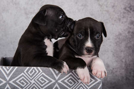 Black and white American Staffordshire Terrier dogs or AmStaff puppies on gray backgroundの写真素材