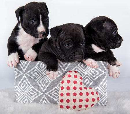 Black and white American Staffordshire Terrier dogs or AmStaff puppies on white backgroundの写真素材
