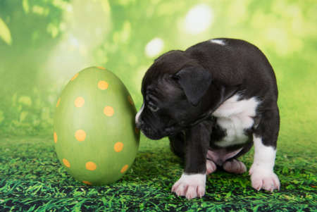 Black and white American Staffordshire Terrier puppy with Easter eggの写真素材
