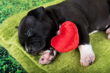 Black and white American Staffordshire Terrier puppy with red heartの写真素材