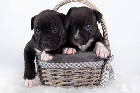 Black and white American Staffordshire Terrier dogs or AmStaff puppies on white backgroundの写真素材