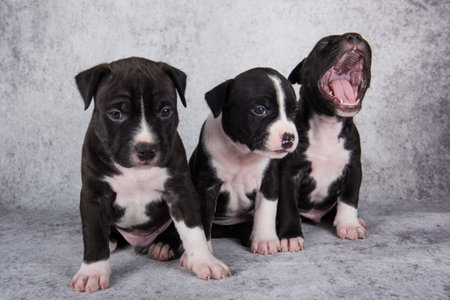 Black and white American Staffordshire Terrier dogs or AmStaff puppies on gray backgroundの写真素材