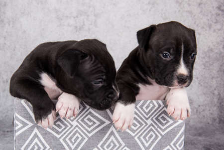 Black and white American Staffordshire Terrier dogs or AmStaff puppies on gray backgroundの写真素材