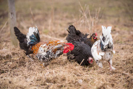 Roosters and hens walking around the poultry yardの写真素材