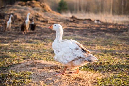old white goose portait on nature outdoorの写真素材