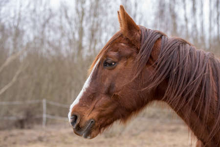 Horse on nature. Portrait of a horse, brown horseの写真素材
