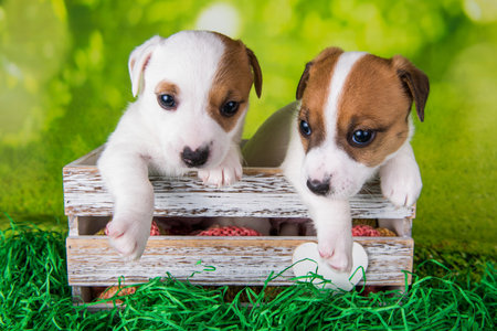 Two cute jack russell terrier puppies sitting in an Easter boxの写真素材