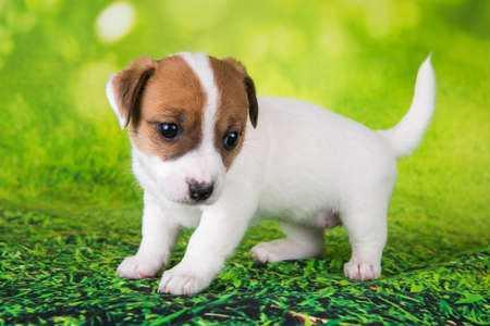 Jack Russell Terrier puppy dog on a green backgroundの写真素材