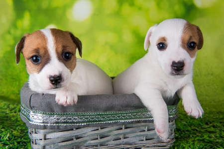 Two cute jack russell terrier puppies sitting in an Easter boxの写真素材