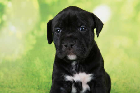 Black and white American Staffordshire Terrier dog or AmStaff puppy on green backgroundの写真素材