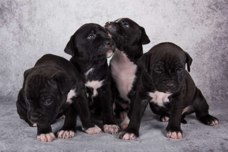 Black and white American Staffordshire Terrier dogs or AmStaff puppies on gray backgroundの写真素材