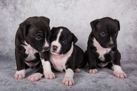 Black and white American Staffordshire Terrier dogs or AmStaff puppies on gray backgroundの写真素材
