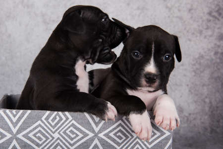 Black and white American Staffordshire Terrier dogs or AmStaff puppies on gray backgroundの写真素材