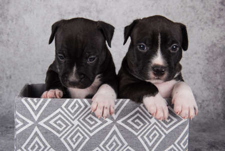 Black and white American Staffordshire Terrier dogs or AmStaff puppies on gray backgroundの写真素材