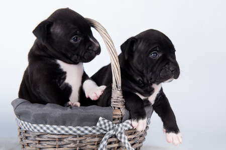 Black and white American Staffordshire Terrier dogs or AmStaff puppies on white backgroundの写真素材