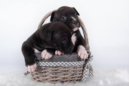 Black and white American Staffordshire Terrier dogs or AmStaff puppies on white backgroundの写真素材