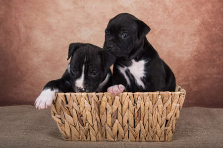 Black and white American Staffordshire Terrier dogs or AmStaff puppies on brown backgroundの写真素材