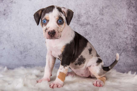 Louisiana Catahoula Leopard Dog puppy sitting on grayの写真素材
