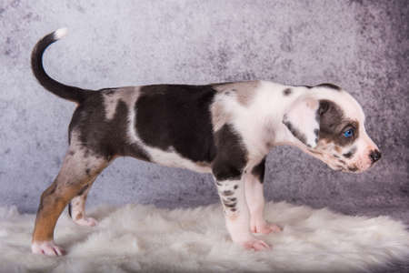 Louisiana Catahoula Leopard Dog puppy standing on grayの写真素材