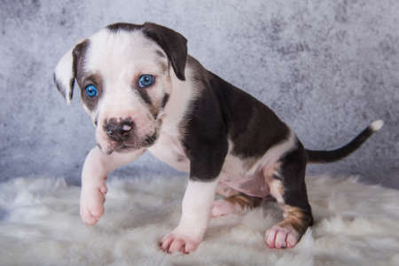 Louisiana Catahoula Leopard Dog puppy sitting on grayの写真素材