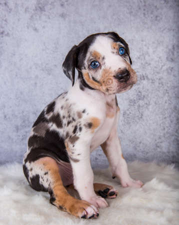Louisiana Catahoula Leopard Dog puppy sitting on grayの写真素材