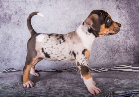 Louisiana Catahoula Leopard Dog puppy standing on grayの写真素材