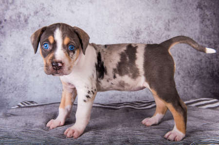 Louisiana Catahoula Leopard Dog puppy standing on grayの写真素材
