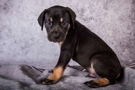 Louisiana Catahoula Leopard Dog puppy sitting on grayの写真素材