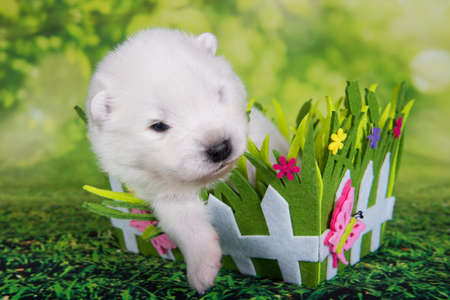 Samoyed puppy dog two weeks age in Easter basketの写真素材