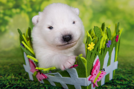Samoyed puppy dog two weeks age in Easter basketの写真素材