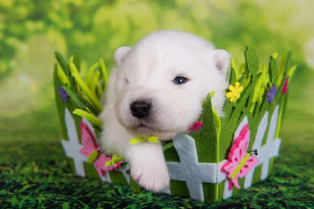 Samoyed puppy dog two weeks age in Easter basketの写真素材