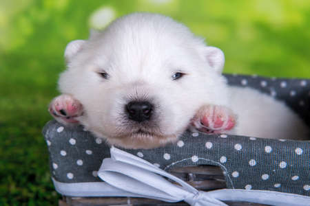 White small Samoyed puppy dog on green grass backgroundの写真素材