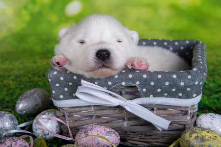 White small Samoyed puppy in the basket with Easter eggsの写真素材