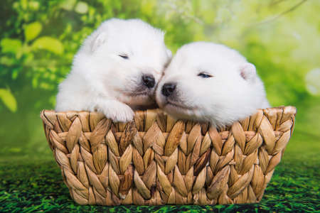 Two White small Samoyed puppies dogs two weeks age in Easter basketの写真素材