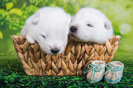 Two White small Samoyed puppies dogs two weeks age in Easter basketの写真素材
