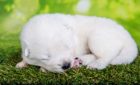 White small Samoyed puppy dog on green grass backgroundの写真素材