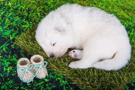White small Samoyed puppy dog on green grass backgroundの写真素材