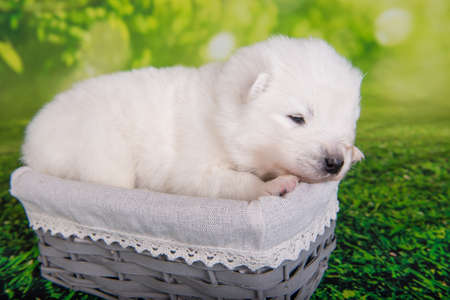 White small Samoyed puppy dog on green grass backgroundの写真素材